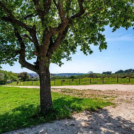 Vista - New Entry 2025 Βίλα Πούλα